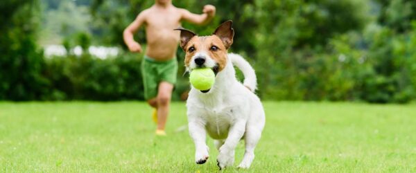 Beneficios de esterilizar a tus mascotas